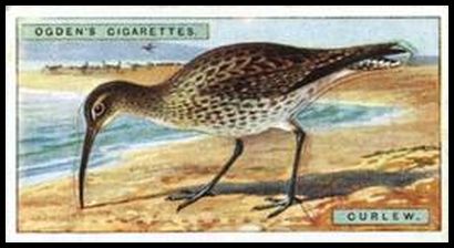8 Curlew
